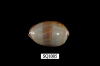 藏品(雪山寶螺)的圖片